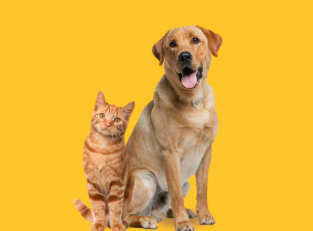 Feeding Right: The Key to a Healthy Pet